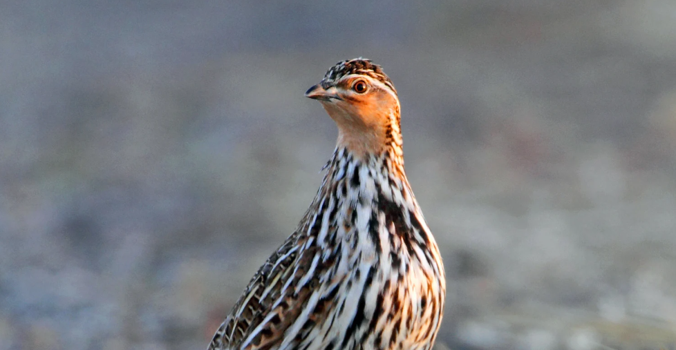 2024 Stubble Quail hunting season arrangements - Game Management Authority