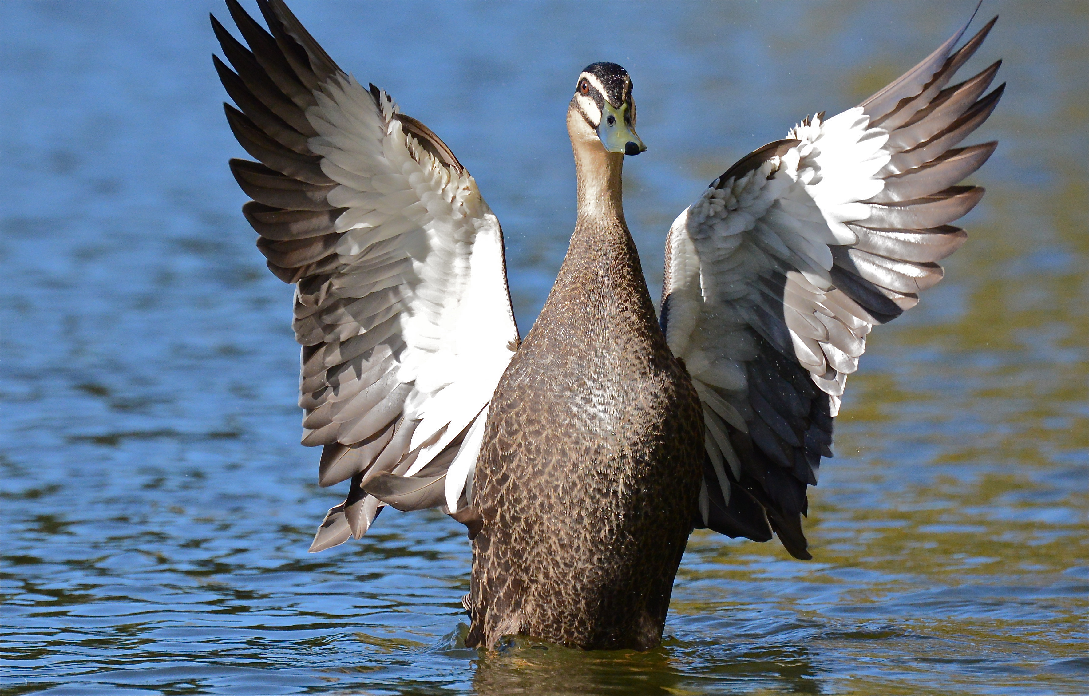 southern states waterfowl feed